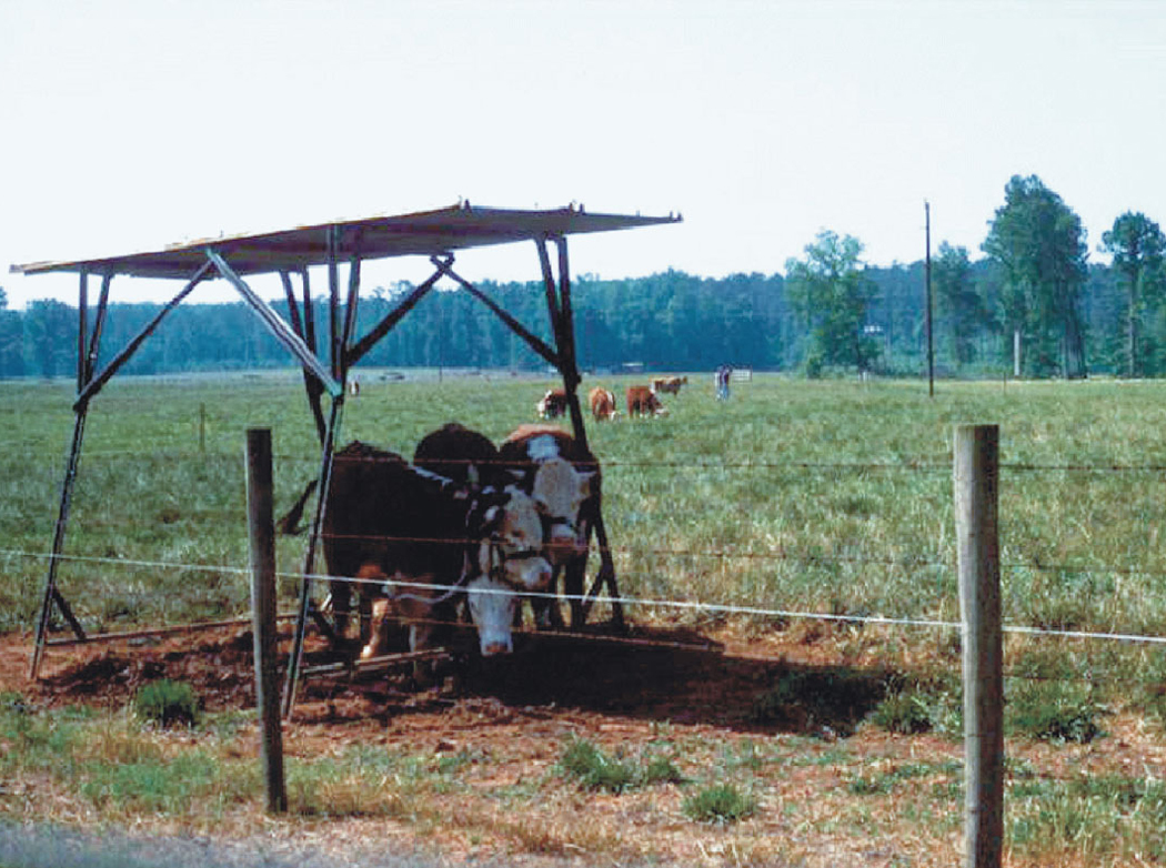 Cattle on tall fescue pastures